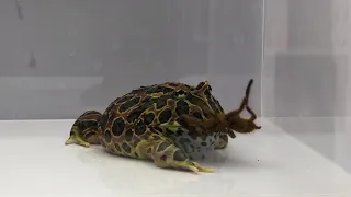 Pacman Frog vs African Orange Tarantula (LIVE FEEDING WARNING)