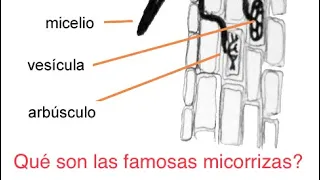 ¿Qué son las famosas micorrizas?