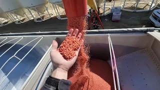 Treating seed & why we do it!