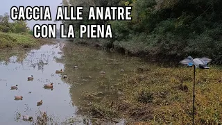 Caccia alle ANATRE sul PO con la PIENA