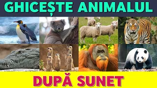 🐾 Ghicește animalul după sunet 🔊🤔