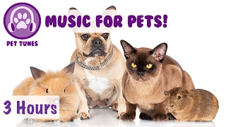 3 HOURS of Music for Pets! Music to Make Your Pet Happy! Perfect for Rats, Guinea Pigs, Ferrets etc