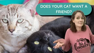 Does your cat want a friend? 🐱🐱 #catbehaviour #catfriends #cat #catlife #caturday #catbehaviourist