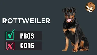 Rottweiler: The Pros & Cons of Owning One