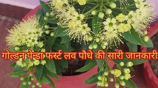 || How to grow and care Golden Penda First Love Plant || फर्स्ट लव पौधे की देखभाल और फर्टिलाइजर ||