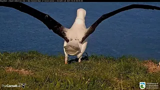 Live Royal Albatross (New Zealand) #RoyalCam - Королевский альбатрос (Новая Зеландия)