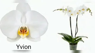 БЕЛЫЕ ОРХИДЕИ с НАЗВАНИЯМИ. ORCHIDS with names.