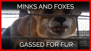 Minks and Foxes Gassed en Masse