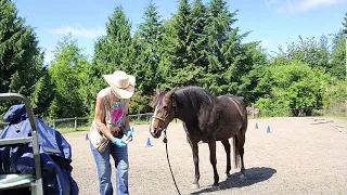 Application of fly spray to your horse