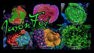 Visiting The Coral Farm of Jason Fox Signature Corals