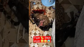 😱 OMG 🐅 Tiger Ghar me  hi Ghus gaya 😳😳#uttarakhand #vairlvideo #viral #shorts