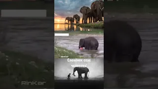 Слонёнок спас тонущего человека!