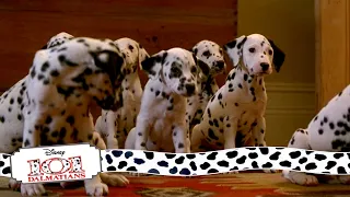 Puppies Get Their Collars | (9/15) Movie Scenes | 101 Dalmatians (1996) HD