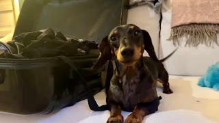 MINI DACHSHUND IS IN SHOCK :(