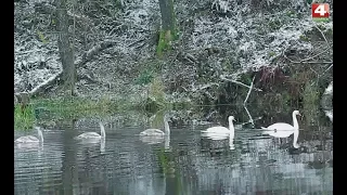 В объективе натуралиста. Комотово. 27.11.2017