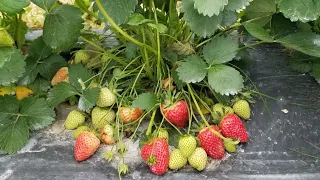 Fertilizing for MAX Strawberry Production!