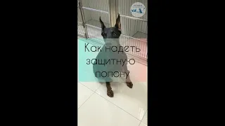 Как надеть защитную попону на собаку или кошку