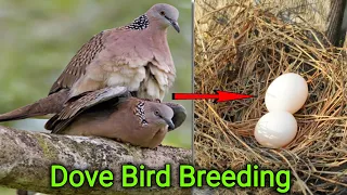 Dove Bird breeding tips