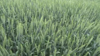 Озимая пшеница, Льговская 4 - паровой предшественник (23.06.17)