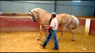 Caballo Lusitano , en Alta Escuela