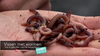 Karpervissen met wormen! Hoe bevestig je een worm aan de haak? Welke wormen vangen het beste?