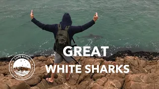 Great white sharks close to the coastline