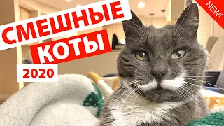 ПРИКОЛЫ С КОТАМИ 2020 😻 Смешные Коты с Озвучкой 2020 Funny Cats