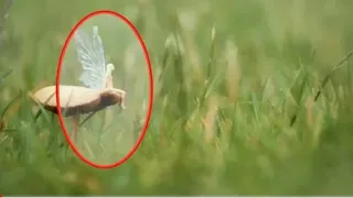 Top 5 Real Fairies Captured On Camera #2