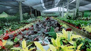 SUPPLIER NG MGA IMPORTED NA HALAMAN SA REASONABLE PRICE//PLANTS FROM THAILAND HOLLAND CHINA& ECUADOR