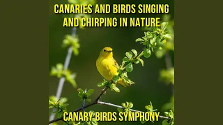 Happy Canaries Singing and Chirping