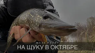 Ловля щуки на воблеры в октябре🎣 Lucky Craft Malas снова в топе💪