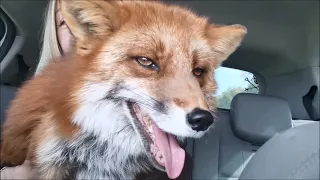 Очень голодная 🍽 лиса Василиса - A very hungry Vasilisa the Fox