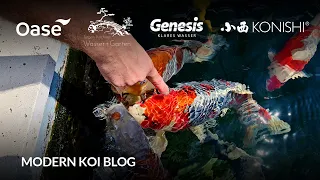 Modern Koi Blog #6151 - In Luxemburg: Kims selbstgebauter 35.000 Liter Teich mit Wind wie am Meer