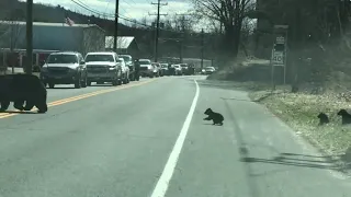 This mama bear struggling to cross road with her cubs is every parent. #ViralVideo #Bear #cubs #cute