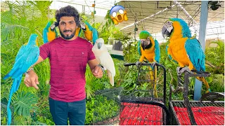 Itne Sare Macaw Parrot Life Me First Time  Dekha 😍