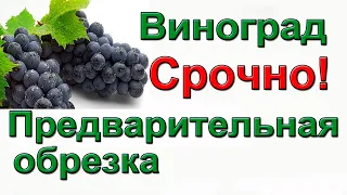 Виноград. Октябрь. Предварительная обрезка.