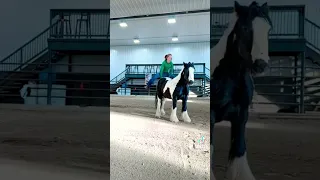 Can you do this? #horse #fun