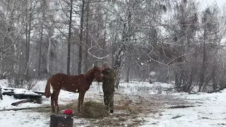 Конская любовь