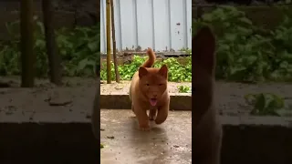 The first ever dog cat hybrid