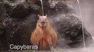 Relaxing with 7 Capybaras - World's Largest Rodent