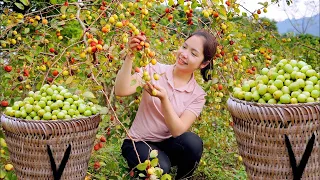 Harvesting Wild Apple Goes To The Market Sell - Make Apple Juice - Hanna Daily Life New