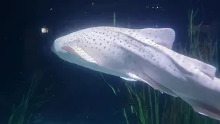 Great Lakes Aquarium Full Tour See Everything Duluth MN Lake Superior