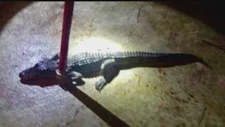 Gator, guns & meth seized in Berkeley Co. arrest