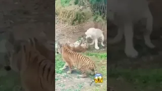 lion vs tiger dangerous