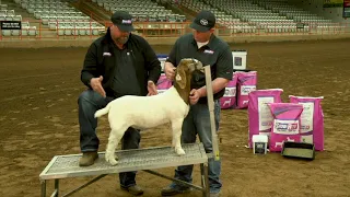 Show Goat Showmanship