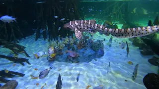 Zebra Shark Medical Training