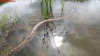 Visiting rice, the girl who was attacked by a giant python pulled her into the water