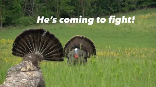 Reaping Turkeys!! | He almost ran us over!!