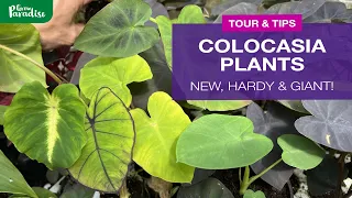 9 of the best Colocasia for tropical gardens