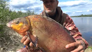 Когда ПЛОТВА больше БАТОНА или ТРОФЕЙНЫЙ ЛЕЩ на КУКУРУЗНОЕ САЛО! Рыбалка на Оке 2023!